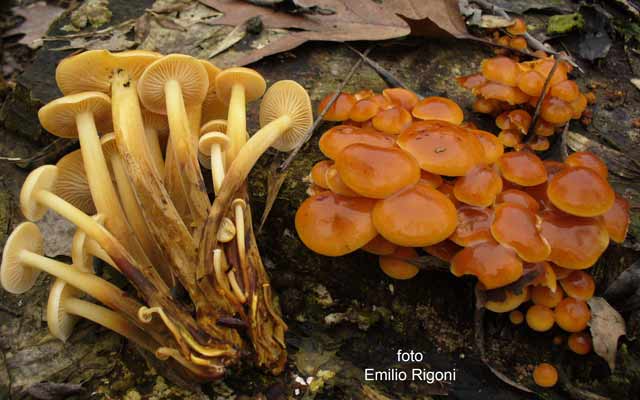 Flammulina velutipes