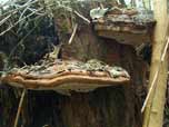 Ganoderma applanatum 