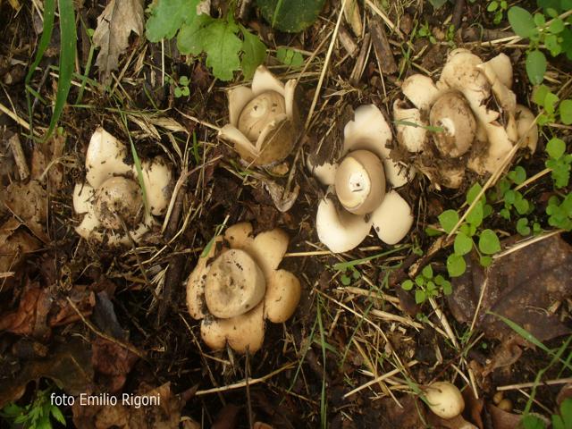 Geastrum lageniforme