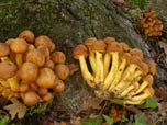 Gymnopilus spectabilis 