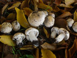 Hebeloma ochroalbidum