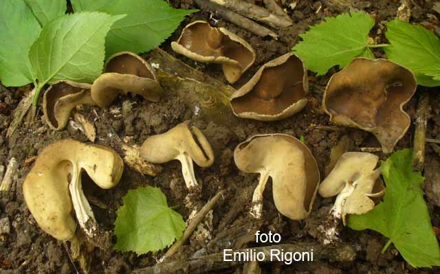 Helvella solitaria