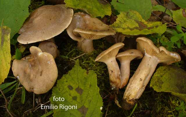 Lactarius circellatus