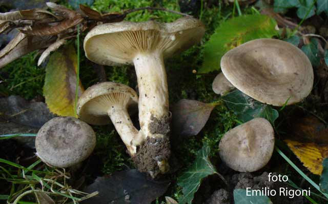 Lactarius circellatus