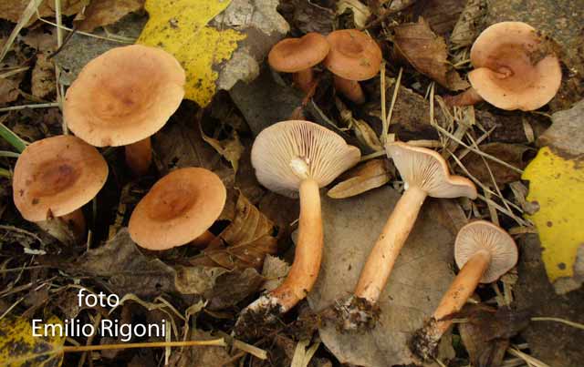 Lactarius decipiens