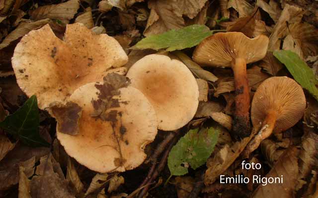 Lactarius decipiens