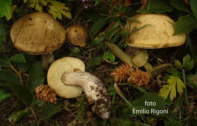 Leccinum carpini