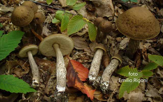 Leccinum carpini