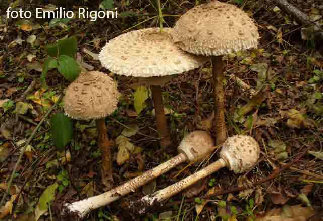 Macrolepiota procera