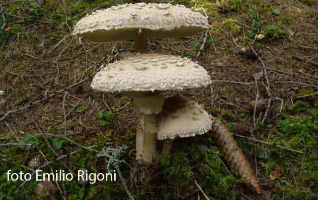 Macrolepiota procera