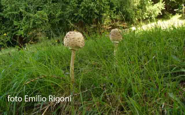 Macrolepiota procera