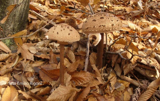 Macrolepiota procera