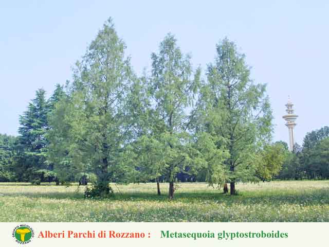 Metasequoia glyptostroboides