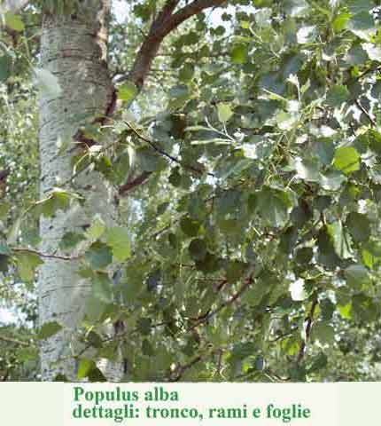 Populus alba