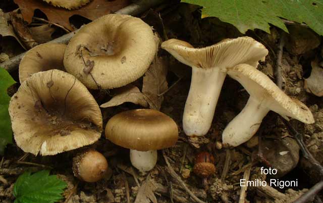 Russula amoenolens