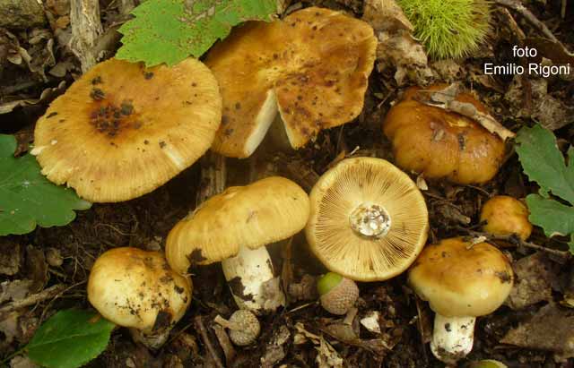 Russula foetens