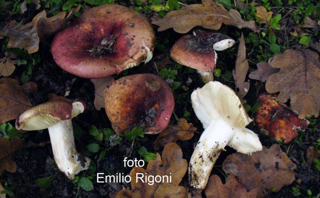 Russula graveolens 