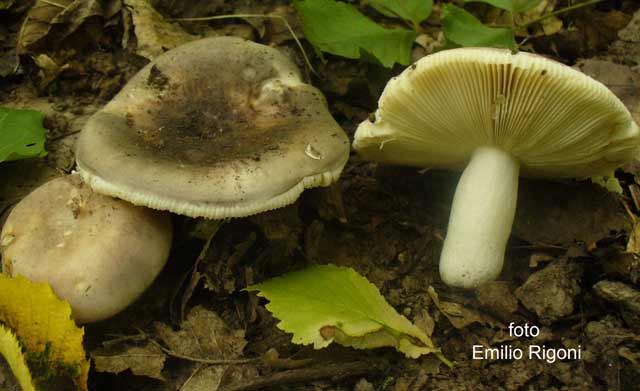 Russula medullata