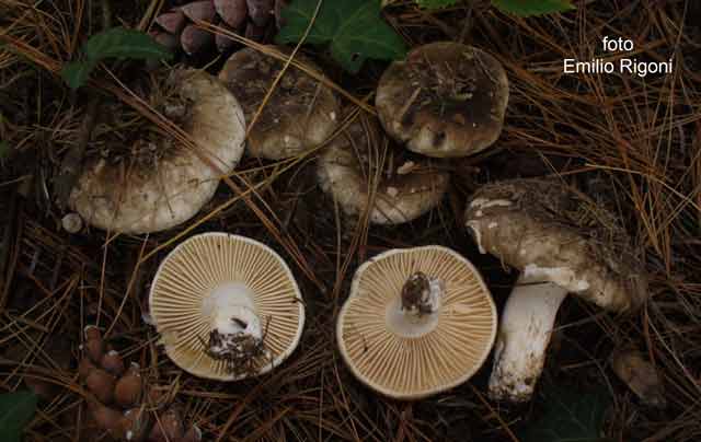 Russula nigricans