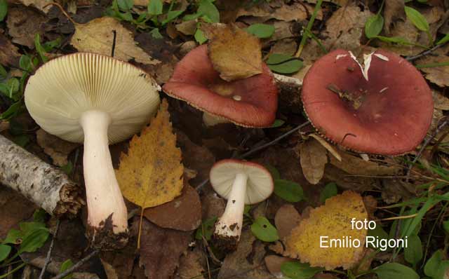 Russula nitida