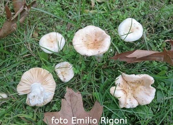 Russula odorata