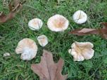 Russula odorata