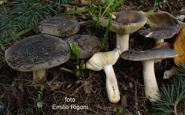 Russula parazurea var  dibapha