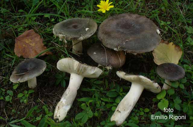 Russula parazurea var dibapha