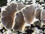 Schizophyllum commune