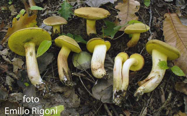 Xerocomus subtomentosus