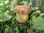 Boletus aereus