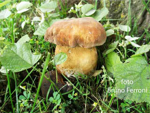 Boletus aereus