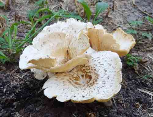 Lentinus tigrinus