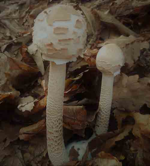 Pholiota